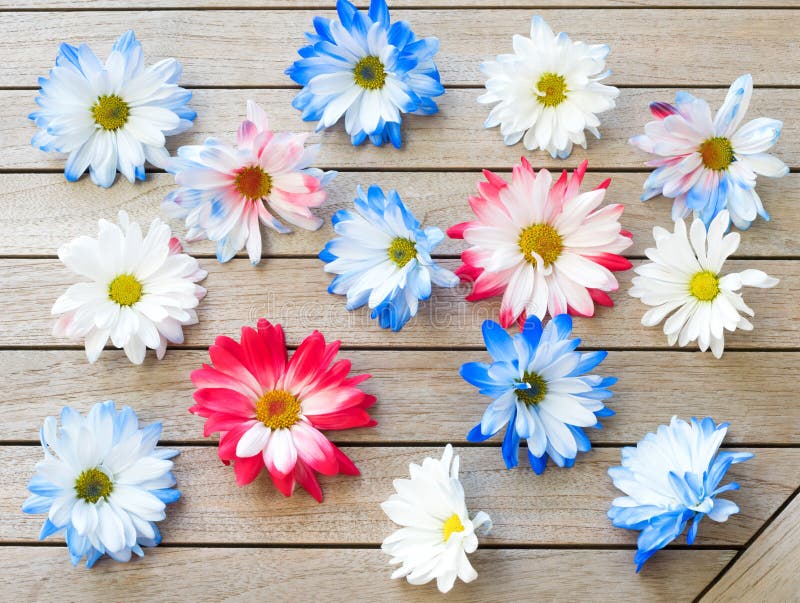 Nätt röd vit och blåa patriotiska kulöra Daisy Flowers Scattered på en Wood tabellbakgrund Det ` s ett horisontalfoto med fla royaltyfri bild Nätt röd vit och blåa patriotiska kulöra Daisy Flowers Scattered på en Wood tabellbakgrund Det ` s ett horisontalfoto med fla royaltyfri bild