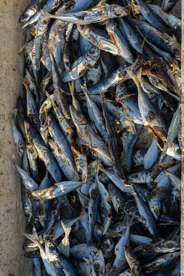 någon ny fisk som fångas av fiskare, förläggas inom handfatet som torkas därefter under solen för återförsäljning arkivbild någon ny fisk som fångas av fiskare, förläggas inom handfatet som torkas därefter under solen för återförsäljning arkivbild