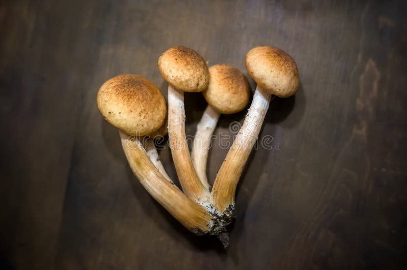 någon ny ätlig porcini för honungagaricarmillaria plocka svamp royaltyfria foton någon ny ätlig porcini för honungagaricarmillaria plocka svamp royaltyfria foton