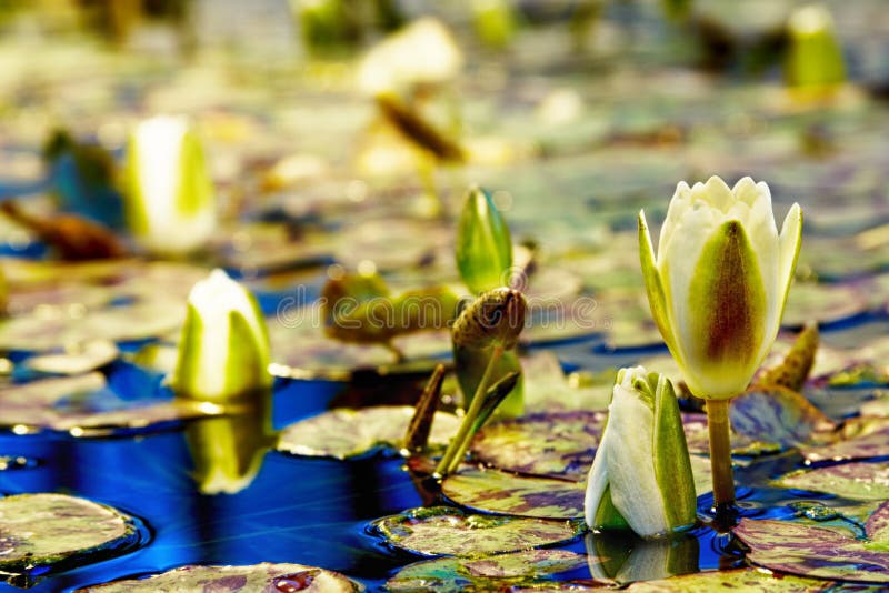 Nénuphar image stock Nénuphar image stock