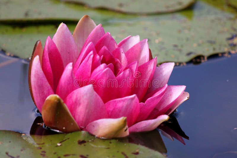 Nénuphar dans l'étang images libres de droits Nénuphar dans l'étang images libres de droits