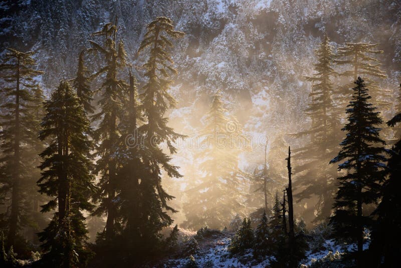 Morning fog within the trees, BC, Canada. Morning fog within the trees, BC, Canada