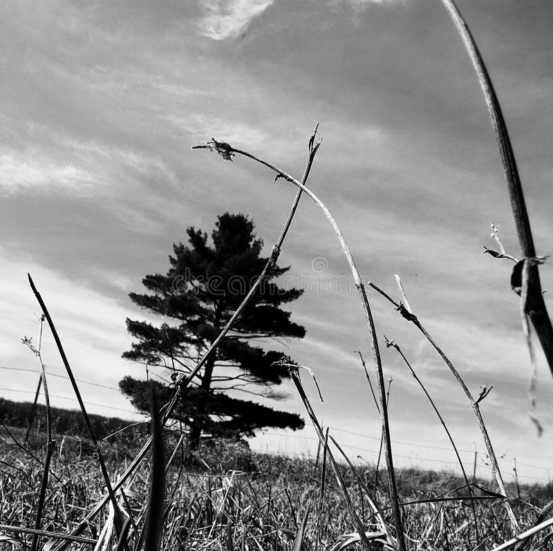 Open field with a ground level shot as if laying on your back looking to the side. Open field with a ground level shot as if laying on your back looking to the side.