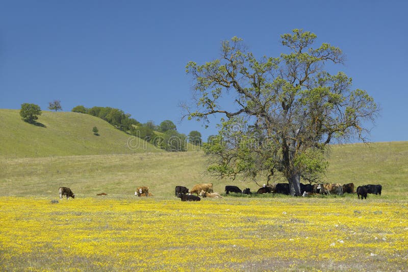 Cattle under tree off of Route 58 west of Bakersfield, CA on Shell Creek Road in spring. Cattle under tree off of Route 58 west of Bakersfield, CA on Shell Creek Road in spring