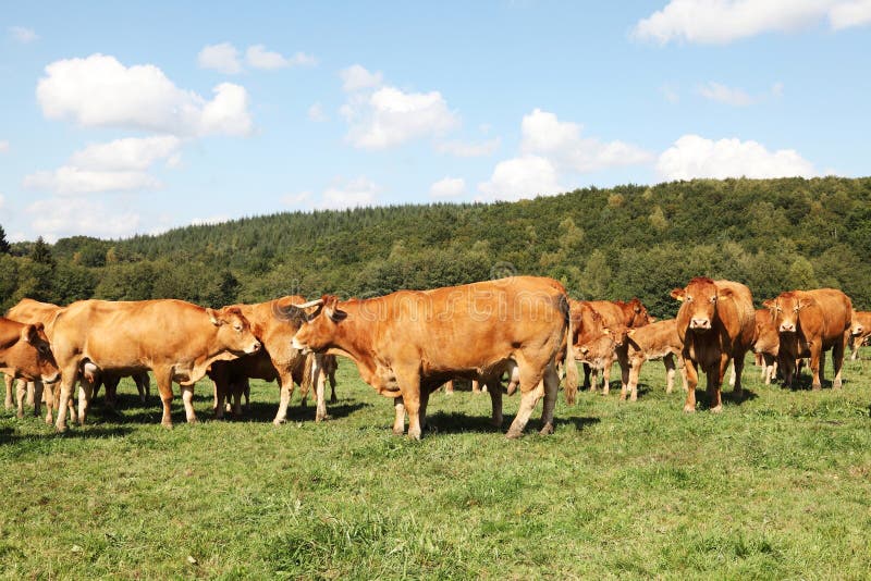 nötköttnötkreatur samlas limousin royaltyfri fotografi nötköttnötkreatur samlas limousin royaltyfri fotografi