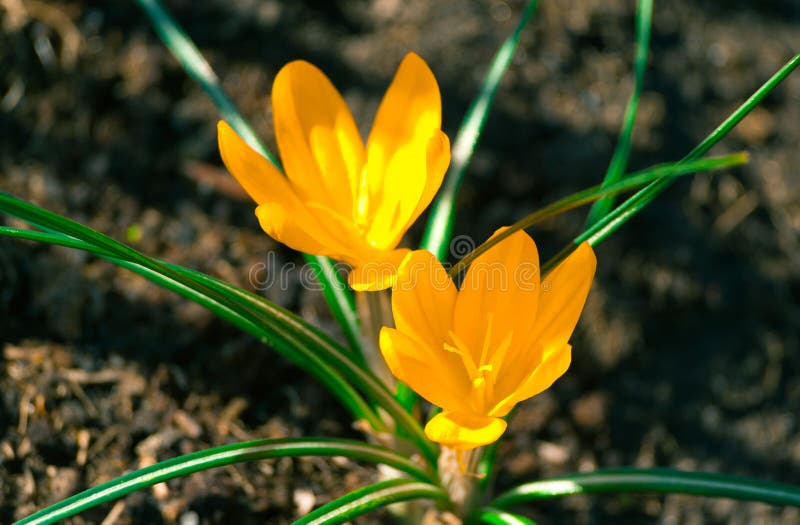 O Açafrão Dois Amarelo Na Flor Completa Cresce Na Terra Marrom Foto de  Stock - Imagem de floral, naughty: 105807358