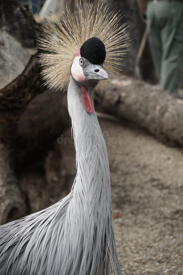 O africano do leste coroou o guindaste, pássaro com cabelo pontudo fotografia de stock O africano do leste coroou o guindaste, pássaro com cabelo pontudo fotografia de stock