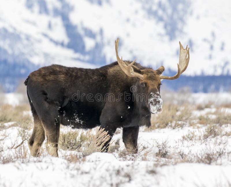O ALCE DE BULL NO OUTONO COLORE A IMAGEM CONSERVADA EM ESTOQUE imagem de stock O ALCE DE BULL NO OUTONO COLORE A IMAGEM CONSERVADA EM ESTOQUE imagem de stock