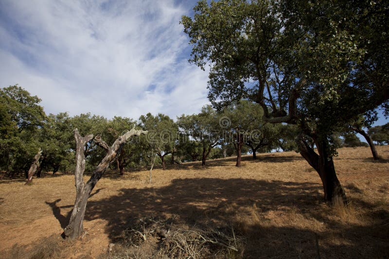 o-alentejo-portugal-imagem-de-stock-imagem-de-fundo-77672963