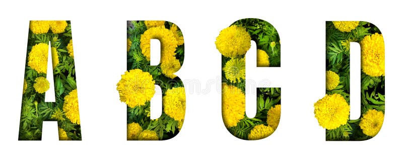 O alfabeto A, B, C, D fez da fonte da flor do cravo-de-defunto isolada no fundo branco Conceito bonito do car?ter imagens de stock O alfabeto A, B, C, D fez da fonte da flor do cravo-de-defunto isolada no fundo branco Conceito bonito do car?ter imagens de stock