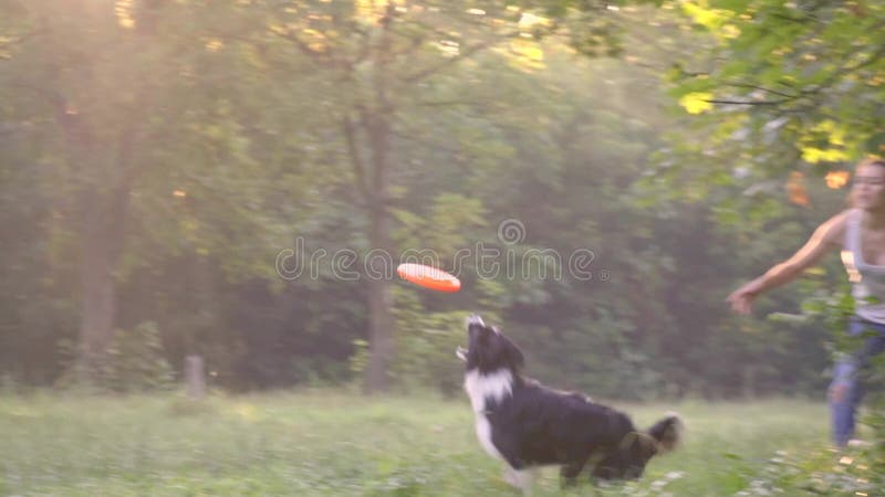 O alimentador da menina joga o frisbee alaranjado e o cão border collie corre depois que ele no gramado verde, tiro do movimento