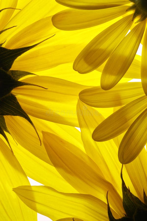 O amarelo floresce o fundo foto de stock O amarelo floresce o fundo foto de stock
