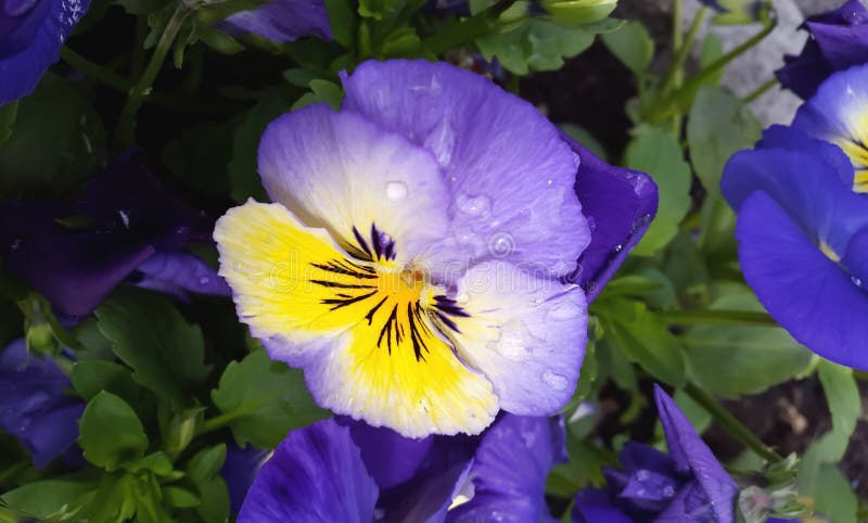 O amor perfeito floresce o tempo tricolor da viola na primavera foto de stock O amor perfeito floresce o tempo tricolor da viola na primavera foto de stock