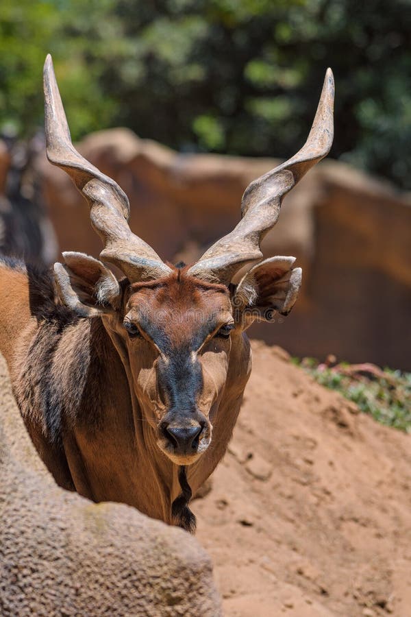 Very large Big brown male antelope in sunny California zoo. The scientific name for this animal is Taurotragus Derbianus Gigas. It can grow to be Eight feet tall and over 1400 pounds and is not endangered. Very large Big brown male antelope in sunny California zoo. The scientific name for this animal is Taurotragus Derbianus Gigas. It can grow to be Eight feet tall and over 1400 pounds and is not endangered