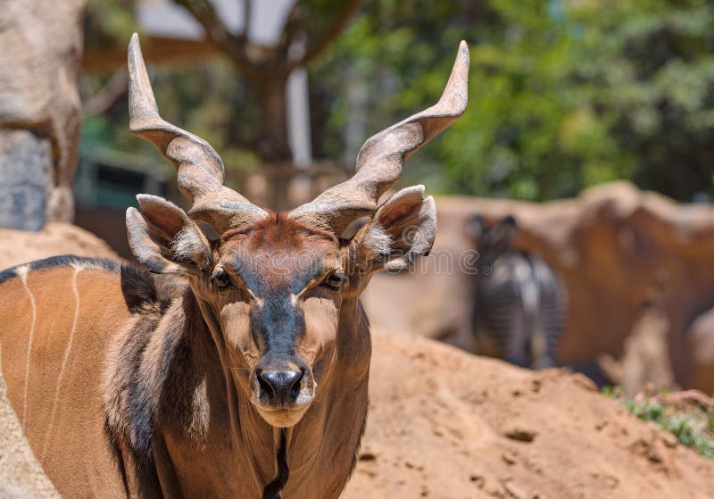 Very large Big brown male antelope in sunny California zoo. The scientific name for this animal is Taurotragus Derbianus Gigas. It can grow to be Eight feet tall and over 1400 pounds and is not endangered. Very large Big brown male antelope in sunny California zoo. The scientific name for this animal is Taurotragus Derbianus Gigas. It can grow to be Eight feet tall and over 1400 pounds and is not endangered