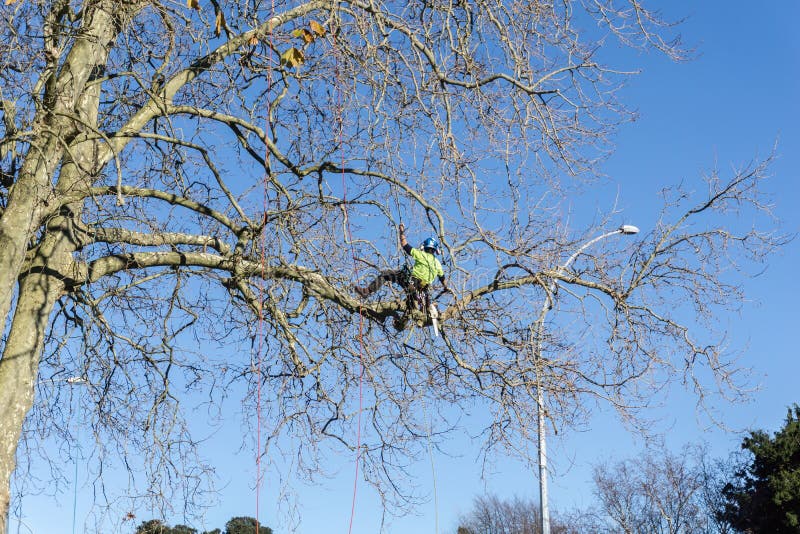 O Arborist alto na árvore apoiada pela segurança ropes o branche do aparamento