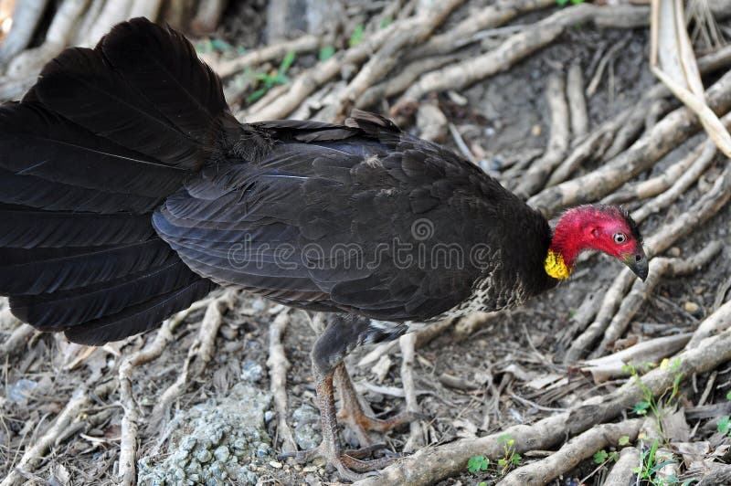 O arbusto australiano selvagem esfrega raizes do peru & da árvore imagens de stock O arbusto australiano selvagem esfrega raizes do peru & da árvore imagens de stock