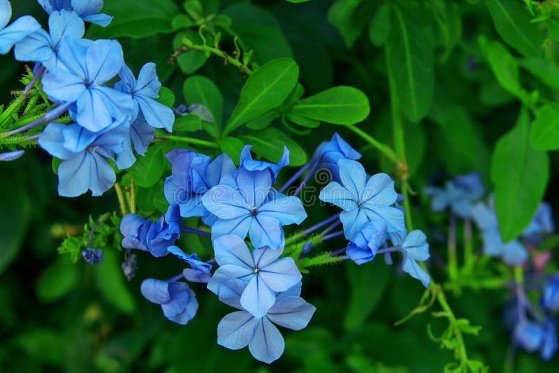 O Arbusto Verde Com As Flores Do Jasmim Azul Imagem de Stock - Imagem de  botânica, brilhante: 148085691