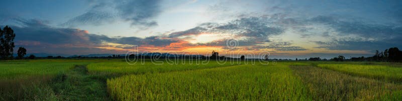 O arroz bonito de Tailândia da paisagem do campo de almofada coloca o panorama do por do sol do nascer do sol fotos de stock royalty free O arroz bonito de Tailândia da paisagem do campo de almofada coloca o panorama do por do sol do nascer do sol fotos de stock royalty free