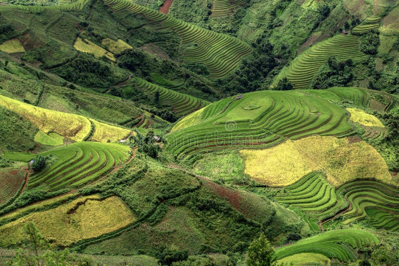 O arroz coloca em terraced de MU Cang Chai, YenBai, Vietname Arroz f imagem de stock O arroz coloca em terraced de MU Cang Chai, YenBai, Vietname Arroz f imagem de stock