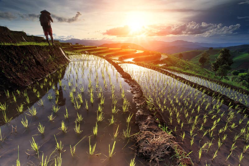 O arroz coloca em terraced em Chiang Mai, Tailândia foto de stock O arroz coloca em terraced em Chiang Mai, Tailândia foto de stock