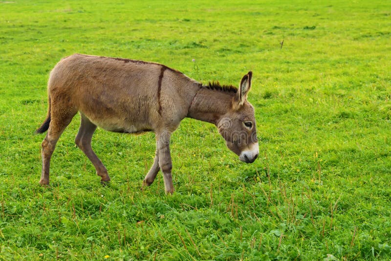 O asno pasta em um prado verde no outono fotografia de stock O asno pasta em um prado verde no outono fotografia de stock