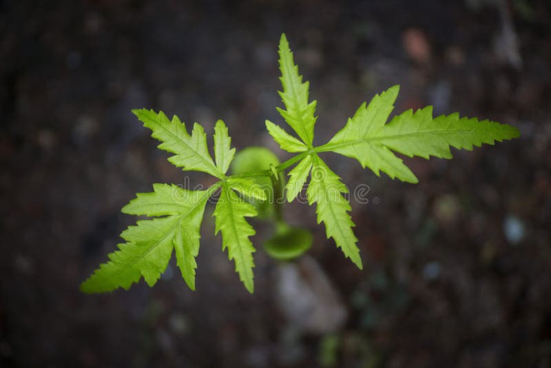 O Azadirachta recém-nascido da árvore de Neem indica com ele verde fresco do ` s sae imagem de stock O Azadirachta recém-nascido da árvore de Neem indica com ele verde fresco do ` s sae imagem de stock