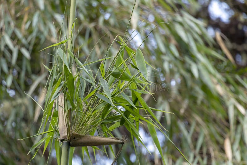 Dossel Verde De Bambu Em Selvas Da Alta Altitude Em Andes Peruanos Com  Montanhas Nuvem-cobertas, Peru Foto de Stock - Imagem de montanha,  floresta: 154208264