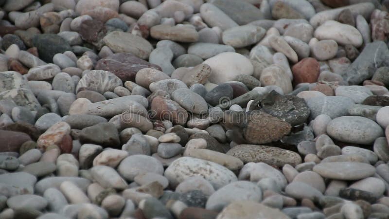 O bebê da tartaruga rasteja ao mar Cirali, Turquia