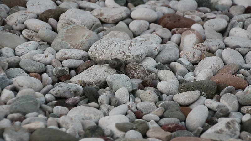 O bebê da tartaruga rasteja ao mar Cirali, Turquia