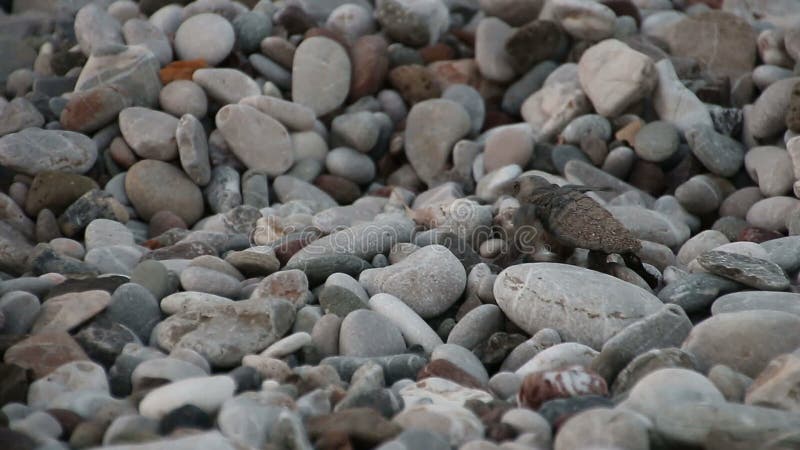 O bebê da tartaruga rasteja ao mar Cirali, Turquia