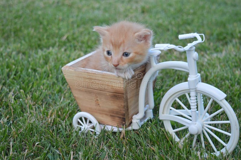 Each cat in a colony holds a distinct territory, with sexually active males having the largest territories, which are about 10 times larger than those of female cats and may overlap with several females` territories. These territories are marked by urine spraying, by rubbing objects at head height with secretions from facial glands, and by defecation. taking a ride with a small bicycle on a grass, small cat baby on a box. Each cat in a colony holds a distinct territory, with sexually active males having the largest territories, which are about 10 times larger than those of female cats and may overlap with several females` territories. These territories are marked by urine spraying, by rubbing objects at head height with secretions from facial glands, and by defecation. taking a ride with a small bicycle on a grass, small cat baby on a box