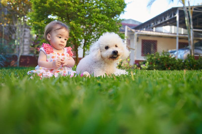 A menina quer brincar com o caniche fotos de stock royalty free