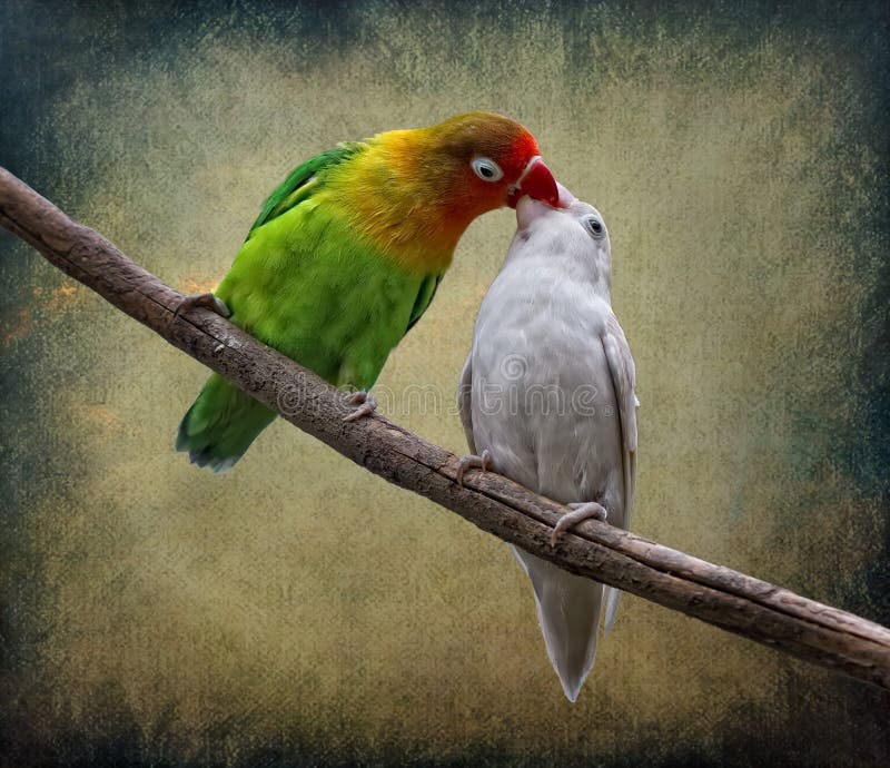 O beijo foto de stock O beijo foto de stock