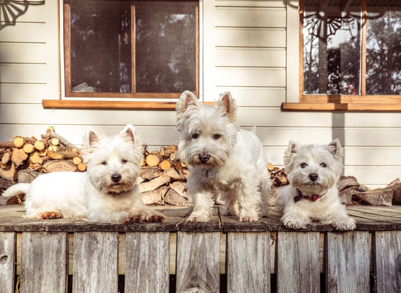 O bloco de três cães do westie do terrier branco de montanhas ocidentais em velho corteja foto de stock O bloco de três cães do westie do terrier branco de montanhas ocidentais em velho corteja foto de stock