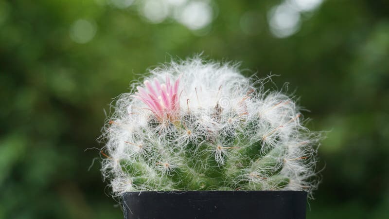 O bocasana ascendente próximo do Mammillaria tem o cacto cor-de-rosa da flor no potenciômetro fotos de stock O bocasana ascendente próximo do Mammillaria tem o cacto cor-de-rosa da flor no potenciômetro fotos de stock