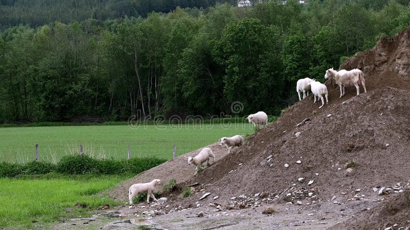 O borrego giro adorável deixa a erva verde para se juntar a outros cordeiros e ovelhas que exploram uma pilha de sujeira