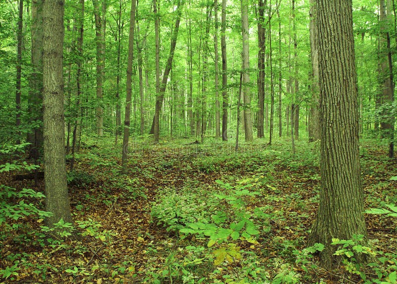 O bosque sagrado fotografia de stock O bosque sagrado fotografia de stock
