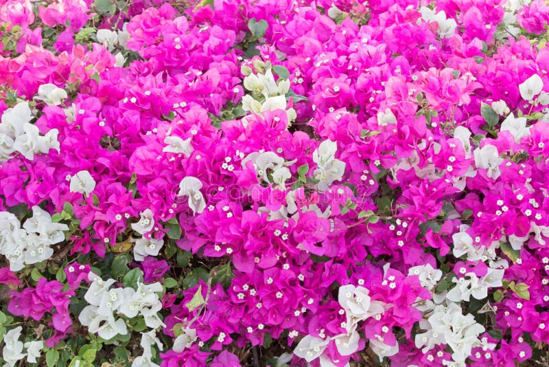 Tiny white bougainvillea flowers with pink and white bracts (family of nyctaginaceae). Tiny white bougainvillea flowers with pink and white bracts (family of nyctaginaceae).