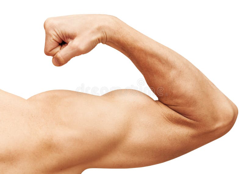 O braço masculino forte mostra o bíceps isolado no branco foto de stock O braço masculino forte mostra o bíceps isolado no branco foto de stock