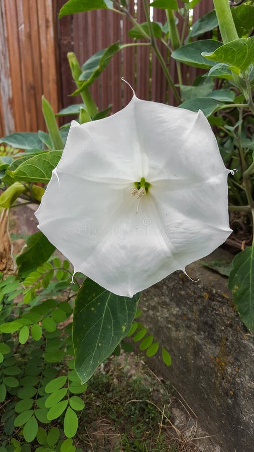 O Brugmansia branco com botões, ` s da flor do arbusto do anjo toca trombeta, próximo imagem de stock O Brugmansia branco com botões, ` s da flor do arbusto do anjo toca trombeta, próximo imagem de stock