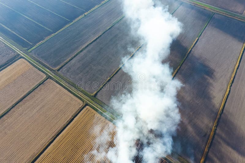 O burning da palha do arroz nos campos Fume do burning da palha do arroz nas verifica??es Fogo no imagens de stock O burning da palha do arroz nos campos Fume do burning da palha do arroz nas verifica??es Fogo no imagens de stock