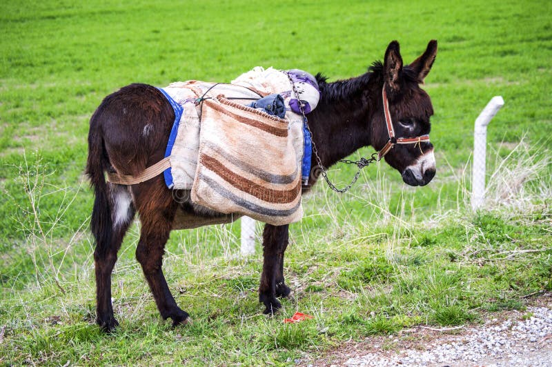 O GABS É MUITO BURRO!!!!!!!!! 