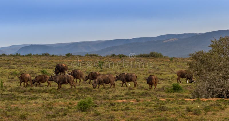 O búfalo do cabo vagueia os montes em África do Sul foto de stock royalty free O búfalo do cabo vagueia os montes em África do Sul foto de stock royalty free