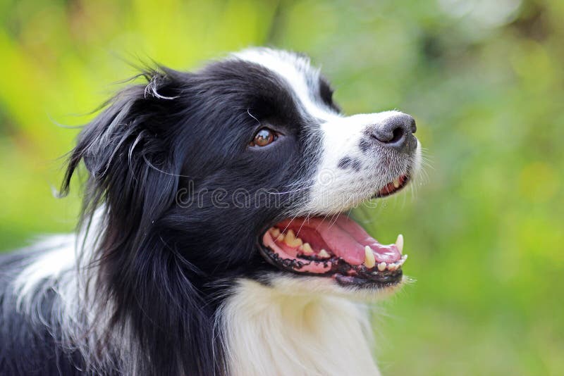 Banco de imagens : grama, Visão, cachorro, Collie, pele