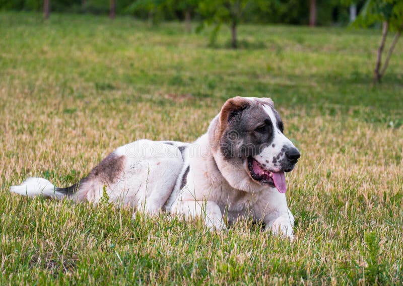 A Cobrinha Azul → Eu Sou um Cão Pastor (Anos 70) ☆ Sessão