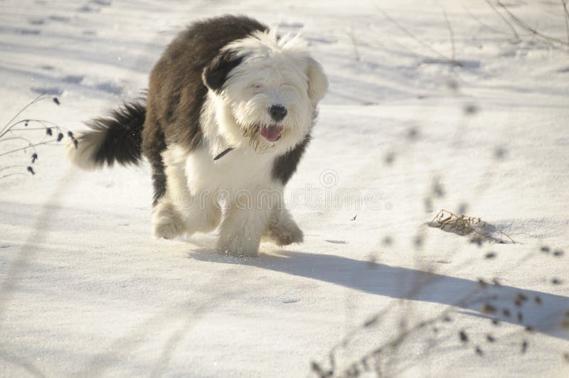 Cão Pastor Inglês Velho Que Está Na Grama Imagem de Stock - Imagem de  velho, fundo: 38260829