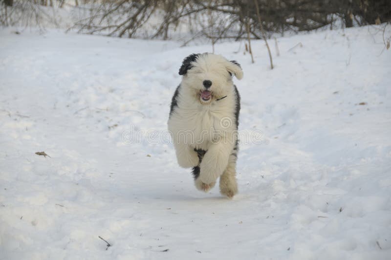 Cão pastor inglês velho imagem de stock. Imagem de pelaria - 39439285