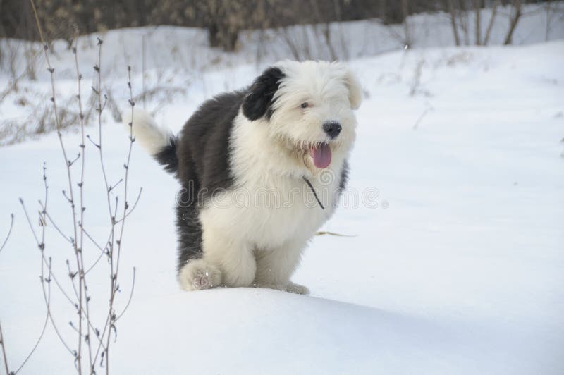 Cão Pastor Inglês Velho Que Está Na Grama Imagem de Stock - Imagem de  velho, fundo: 38260829