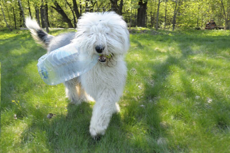 Cão pastor inglês velho imagem de stock. Imagem de pelaria - 39439285